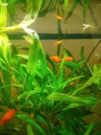 Platy Mickey mouse vis kleintjes, Dieren en Toebehoren, Vis, Zoetwatervis