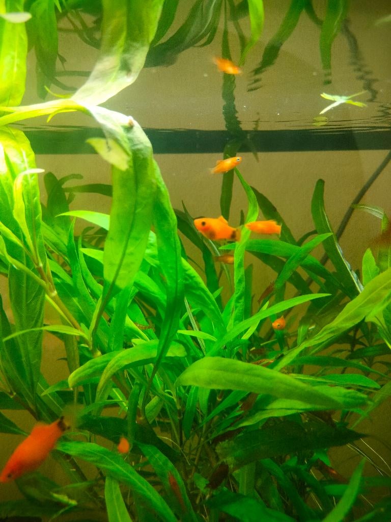 Platy Mickey mouse vis kleintjes, Animaux & Accessoires, Poissons | Poissons d'aquarium, Poisson d'eau douce, Poisson