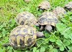 2 Griekse landschildpadden (testudo hermanni boettgeri), Dieren en Toebehoren, Reptielen en Amfibieën, Schildpad, 0 tot 2 jaar