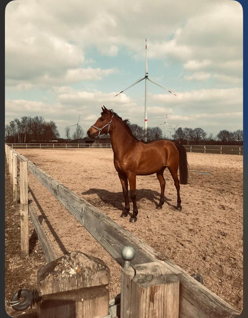 Paard te koop, Dieren en Toebehoren, Paarden, Ruin