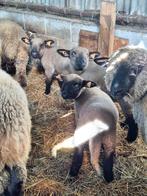 Agneaux (mâles), Mâle, Mouton, 0 à 2 ans