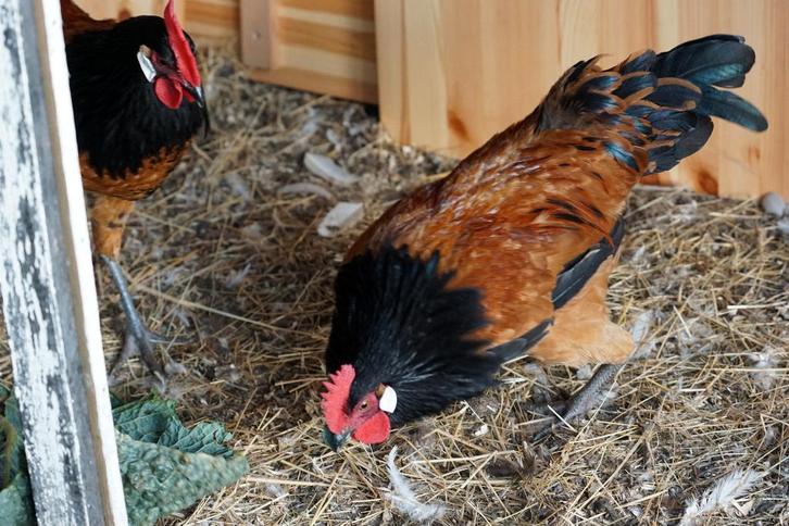 rashanen verschillende soorten, Animaux & Accessoires, Volatiles, Poule ou poulet, Mâle