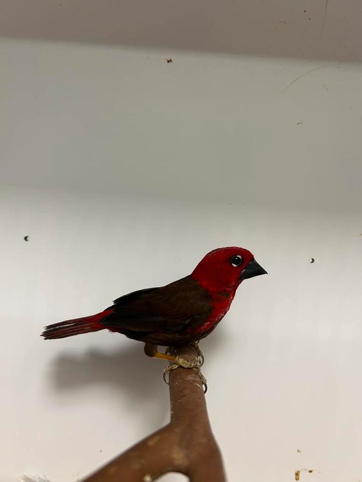 1-0 karmozijn astrilde ( in nl ), Dieren en Toebehoren, Vogels | Overige Vogels, Tropenvogel, Mannelijk