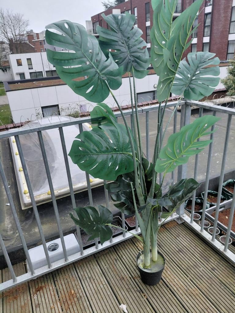 Plastic plant....grote kamerplant., Ophalen