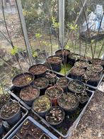 Bijenboom - Tetradium daniellii, Overige soorten, 250 tot 400 cm, Zomer, Ophalen