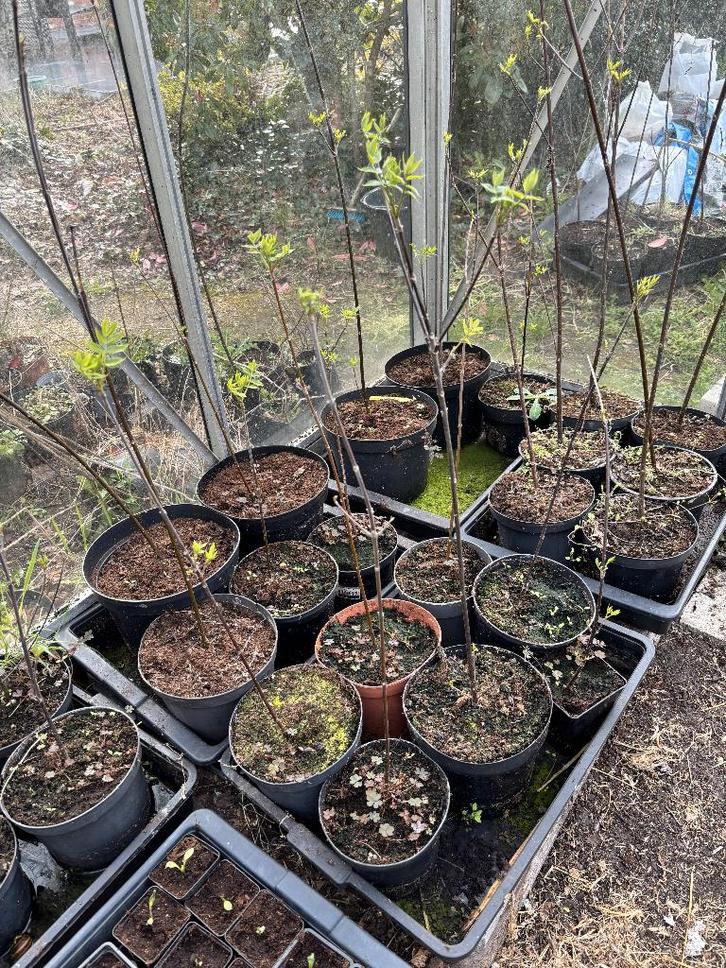 Bijenboom - Tetradium daniellii, Tuin en Terras, Planten | Bomen, Overige soorten, 250 tot 400 cm, Volle zon, Zomer, In pot, Ophalen