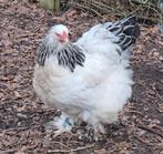 Brahma koppel colombia/colombia blauw, Plusieurs animaux, Poule ou poulet