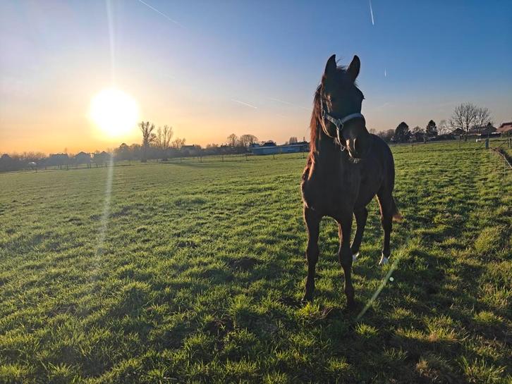 New Forest pony / brp, Animaux & Accessoires, Poneys, Étalon