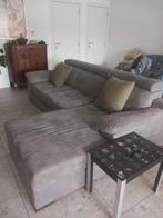 Grijze hoekzetel, Enlèvement