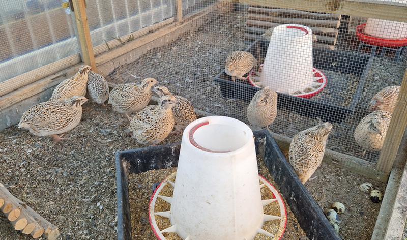 Japanse kwartels: 12 hennen en 3 hanen (LEES verder), Plusieurs animaux