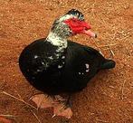 Barbrie eenden, Mâle, Canard