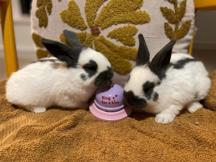 Knuffelsessies boerderijdieren, Dieren en Toebehoren, Konijnen, Groot, Meerdere dieren, 3 tot 5 jaar