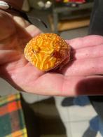 Ceratophrys cranwelli albino 5/6 cm, Dieren en Toebehoren