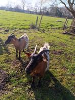 Greta en Billy, mooie geiten (miekes), Dieren en Toebehoren, Geit