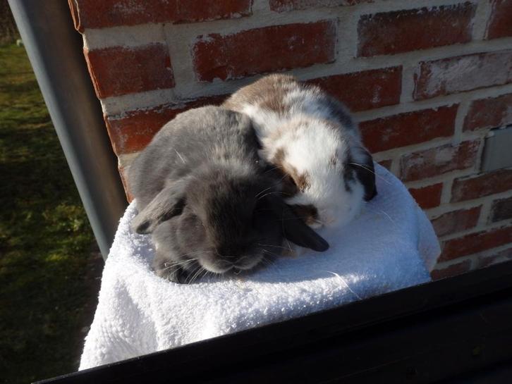 nhd- koppeltje, Dieren en Toebehoren, Konijnen, Dwerg, Meerdere dieren, 0 tot 2 jaar, Hangoor