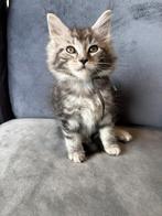 Maine coon kittens 1🚹 en 1🚺, Meerdere dieren, Ontwormd, 0 tot 2 jaar