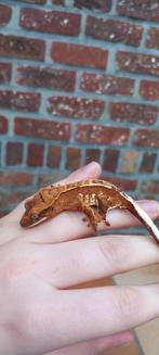 Poss Red Tricolor Emptyback wimpergekko baby, Dieren en Toebehoren, Hagedis, Tam, 0 tot 2 jaar