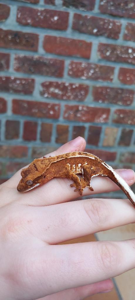 SALE Poss Red Tricolor Emptyback wimpergekko baby, Dieren en Toebehoren, Reptielen en Amfibieën, Hagedis, 0 tot 2 jaar, Tam
