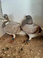 2 jonge reis duiven, Dieren en Toebehoren, Vogels | Duiven, Meerdere dieren, Postduif