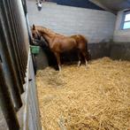 3-jarige dressuur ruin, Animaux & Accessoires, Chevaux, Cheval de dressage, Hongre, Avec pedigree, 160 à 165 cm