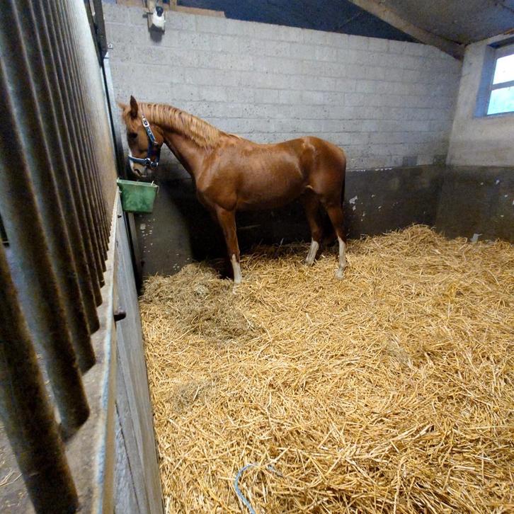 3-jarige dressuur ruin, Animaux & Accessoires, Chevaux, Hongre, Non dressé, 160 à 165 cm, 3 à 6 ans, Cheval de dressage, Avec pedigree