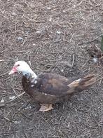 bruine barberie hennen, Dieren en Toebehoren, Vrouwelijk, Eend