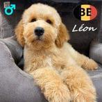Léon, Cockapoo - Belgische pup te koop, Dieren en Toebehoren, Honden | Chihuahua's en Gezelschapshonden, België, 15 weken tot 1 jaar