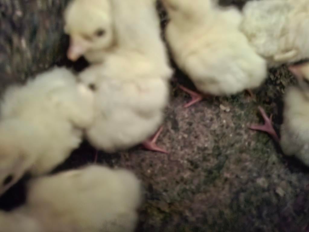 Kuikens of broedeieren van ronquiere kalkoen, Dinde