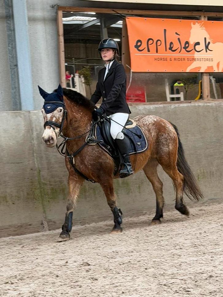 Te koop c-pony merrie, Dieren en Toebehoren, Pony's, Merrie, C pony (1.27m tot 1.37m), Springpony, 11 jaar of ouder, Gechipt, Ontwormd