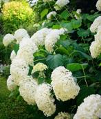 ‼️Hortensia anabelle aan promoprijzen ‼️, Tuin en Terras, Ophalen