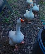 Boerengans - Witte gans, Dieren en Toebehoren