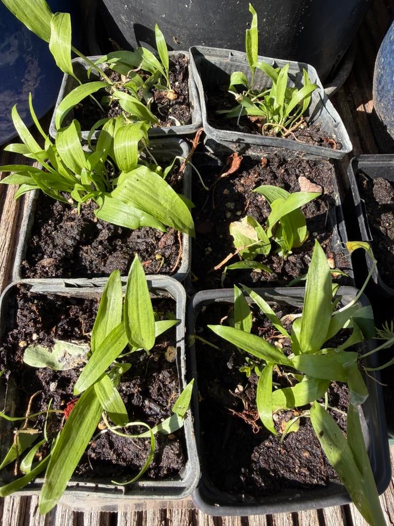 Eetbare planten, Ophalen