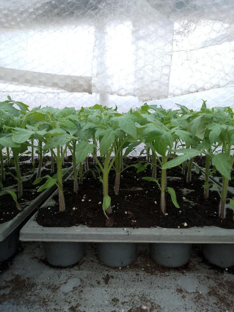 ananas tomaat, Ophalen