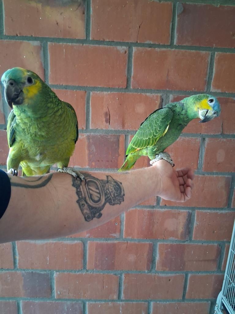 Zeer tam koppeltje amazone 2025, Dieren en Toebehoren, Tam