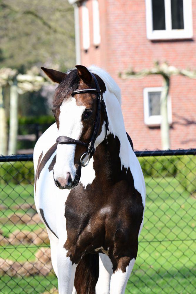 Einde 26 maart veiling Dutch Horse Trading, Dieren en Toebehoren, Paarden, Z