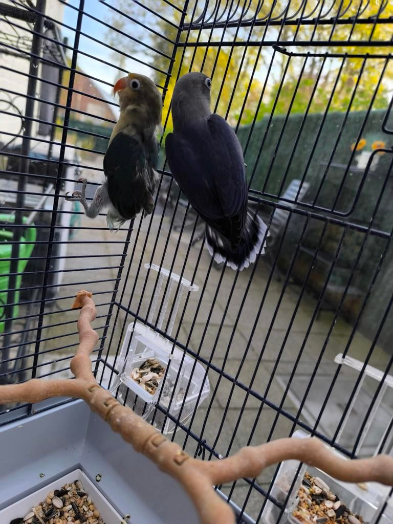 Dwergpapegaai, Dieren en Toebehoren, Ophalen