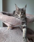 Maine coon kitten, Dieren en Toebehoren, Poes, Gechipt, 0 tot 2 jaar