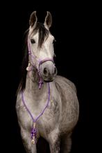 Gave cruzado ruin, Dieren en Toebehoren, Paarden, Ruin