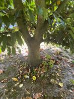 Portugese lauriet, Tuin en Terras, Brandhout, Ophalen