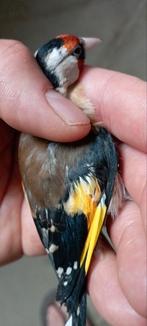 Parva 2025 man, Mannelijk