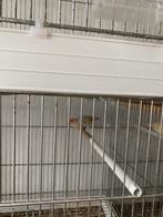 Chardonneret majeur.  Et. Canarie, Dieren en Toebehoren