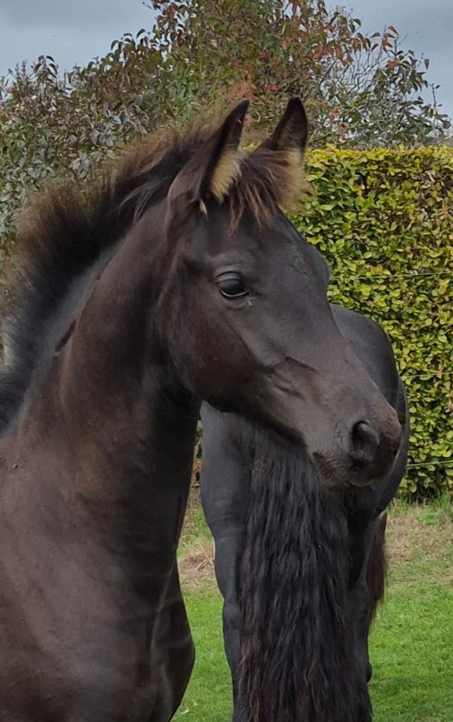 Arabo fries, Dieren en Toebehoren, Paarden, Hengst, Niet van toepassing, 0 tot 2 jaar, Recreatiepaard, Met stamboom, Gechipt, Ontwormd