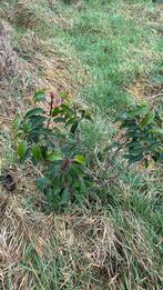 Prunus lusitanica, Ophalen of Verzenden