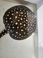 Potamotrygon BD x p14  40 CM, Dieren en Toebehoren, Vissen | Aquariumvissen