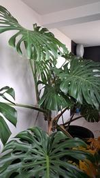 Grote monstera, Maison & Meubles, Plantes d'intérieur, Ombre partielle, En pot, Plante verte, 200 cm ou plus