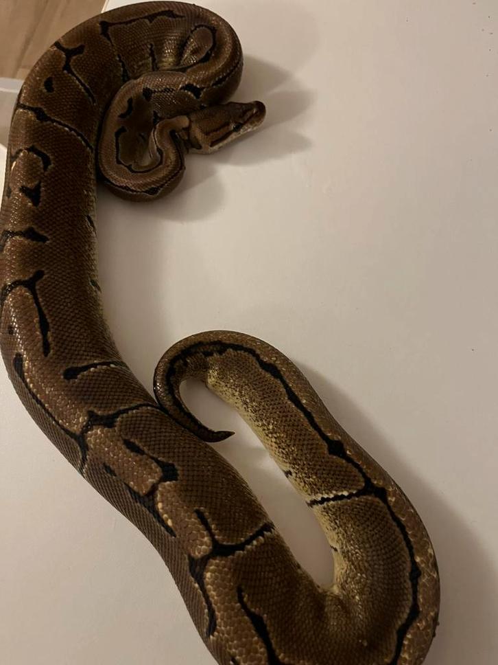 Python regius pinstripe femelle de 3 ans, Dieren en Toebehoren, Reptielen en Amfibieën | Toebehoren, Zo goed als nieuw, Ophalen