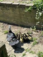 Poussin canetons canards de barbarie, Dieren en Toebehoren, Pluimvee, Geslacht onbekend, Eend