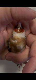 Chardonneret parva, Dieren en Toebehoren