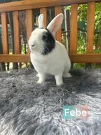 Dwerg voedster 2 jaar, Dwerg