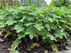 tuingeranium stekken geworteld, Tuin en Terras, Planten | Tuinplanten, Halfschaduw, Vaste plant, Bodembedekkers, Lente